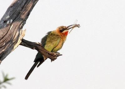 White-fronted Bee-eater, vicinity of Lagoon Lodge, 9 Oct 2018