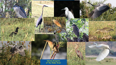 Herons & Egrets of the Chobe River