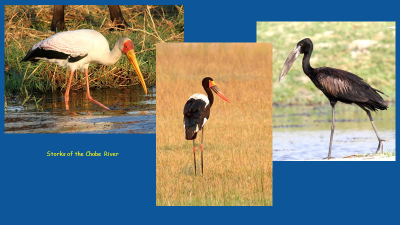 Storks of the Chobe River