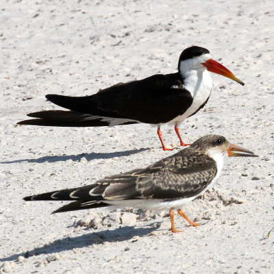 African Skimmers, Chobe River, 10 Oct 2018