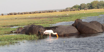 Hippos et al., Chobe River, 10 Oct 2018