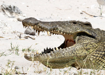 Nile Crocodile, Chobe River, 11 Oct 2018