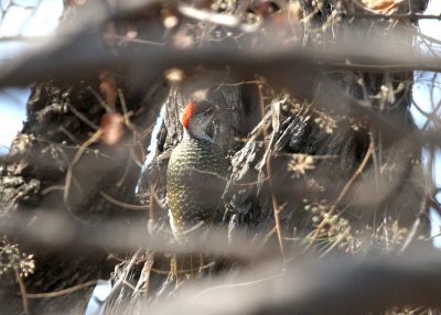 Bearded Woodpecker, near Chobe River, 12 Oct 2018