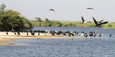 African Openbills, Chobe River, 10 Oct 2018