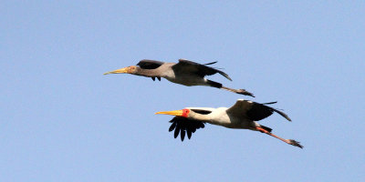 Yellow-billed Storks, Chobe River, 12 Oct 2018