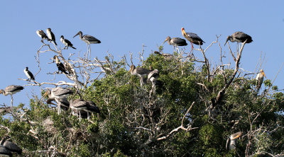 Yellow-billed Stork colony, Chobe River, 10 Oct 2018