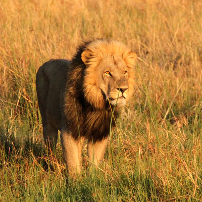 Lion, Moremi Game Reserve, 7 Oct 2018