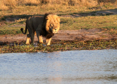 Lion crossing Khwai River, Moremi Game Reserve, 7 Oct 2018