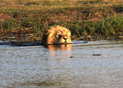Lion crossing Khwai River, Moremi Game Reserve, 7 Oct 2018
