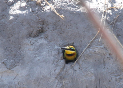 Little Bee-eater, Chobe River, 10 Oct 2018