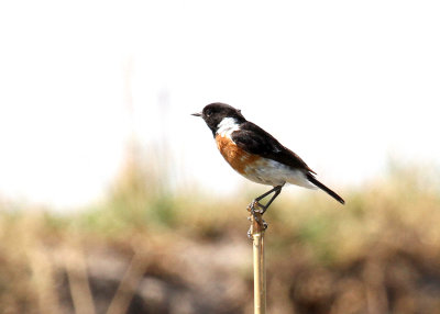 African Stonechat, Chobe River, 10 Oct 2018