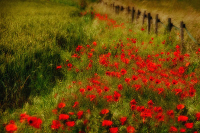 Impressions of the Countryside