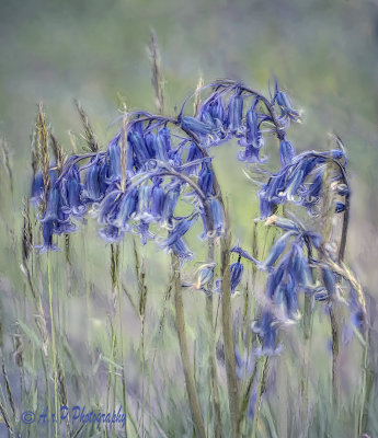 Bluebells