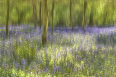 Impressions of Nature