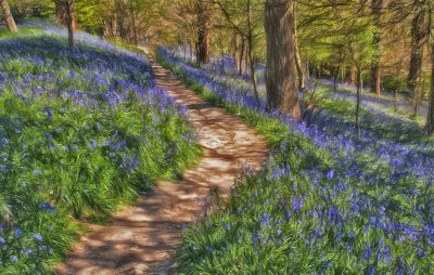 Bluebell Walk
