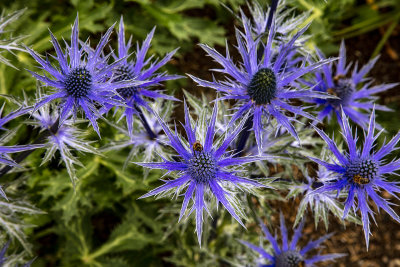 
This is a sample of Alpine Sea Holly which is also known as Queen of the Alps. It was used by Native Americans to cure rattlesnake bites. It comes from South European alps but can be found also in Finland.

These were part of a large garden in front of the Christ Church Cathedral in Dublin.
