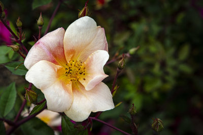 
This is Dog Rose and is a deciduous shrub native to Europe. They are often used for making tea, juice, marmalade and syrup. Bet you didn't know that!

These were part of a large garden in front of the Christ Church Cathedral in Dublin.
