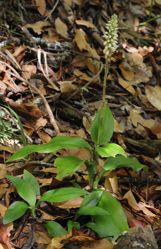 Goodyera macrophylla