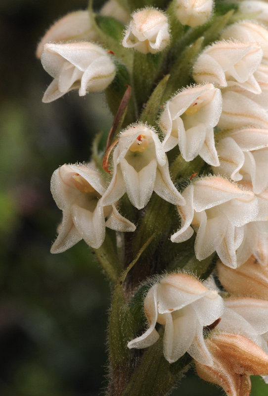 Goodyera macrophylla. Close-up.