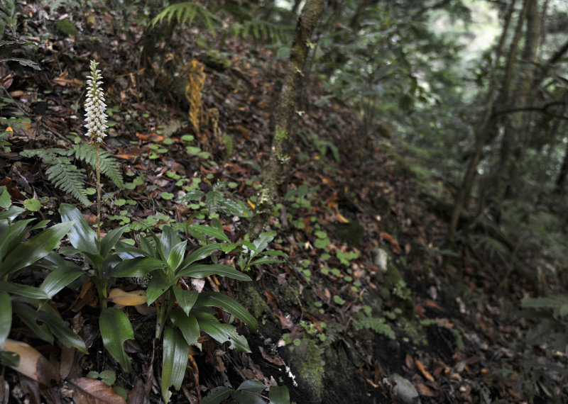 Goodyera_macrophylla._3.jpg