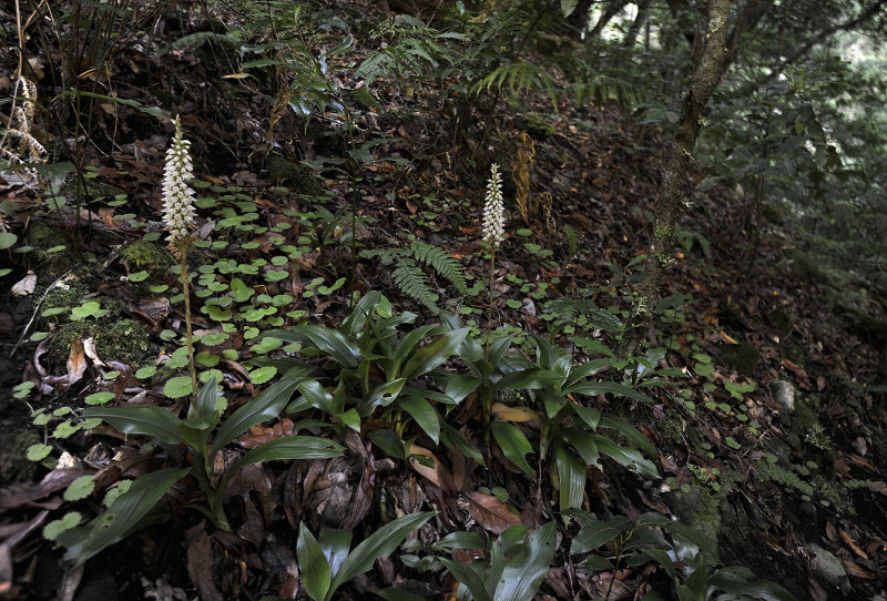 Goodyera_macrophylla._4.jpg