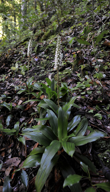 Goodyera_macrophylla._6.jpg