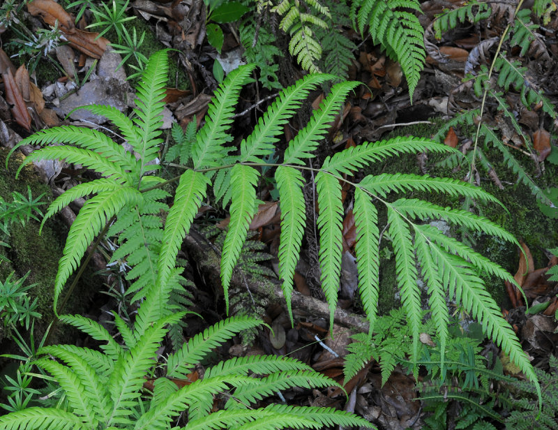 Fern.2.jpg