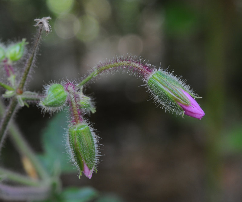 Geranium_palmatum._Bud.jpg