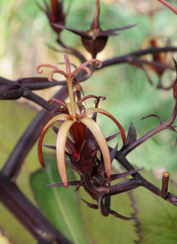 Musschia_wollastonii._Closeup.4.jpg