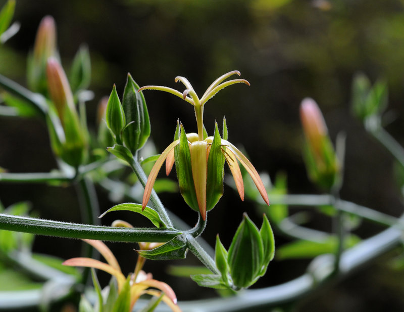 Musschia_wollastoni._Closeup.1.jpg
