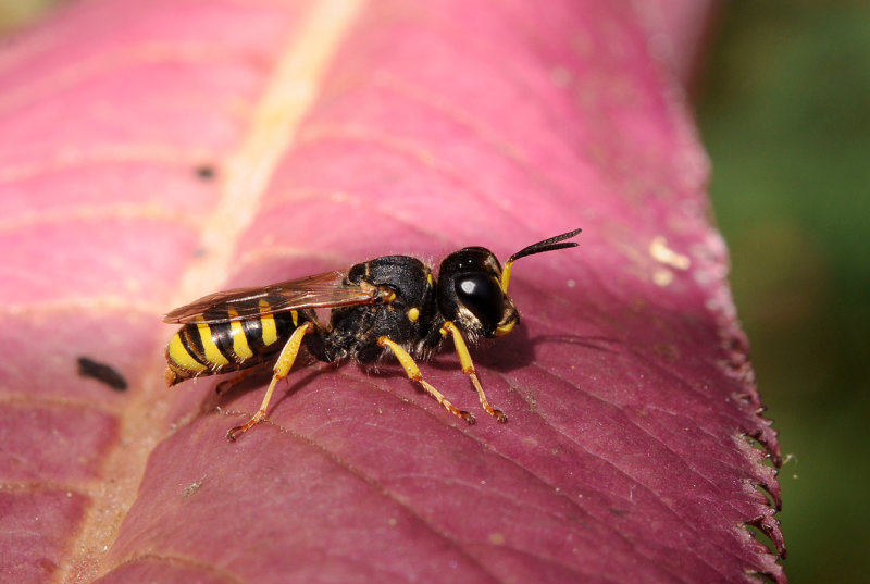 wasp.3.jpg