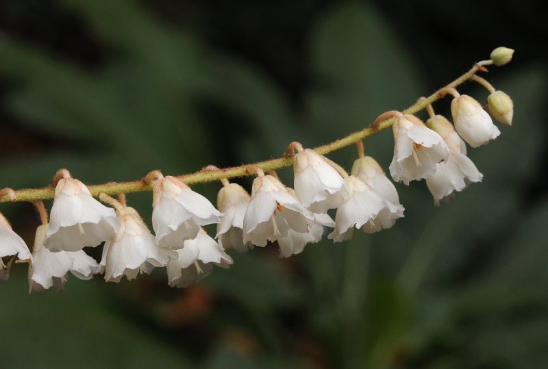 Clethra_arborea._Closeup.2.jpg