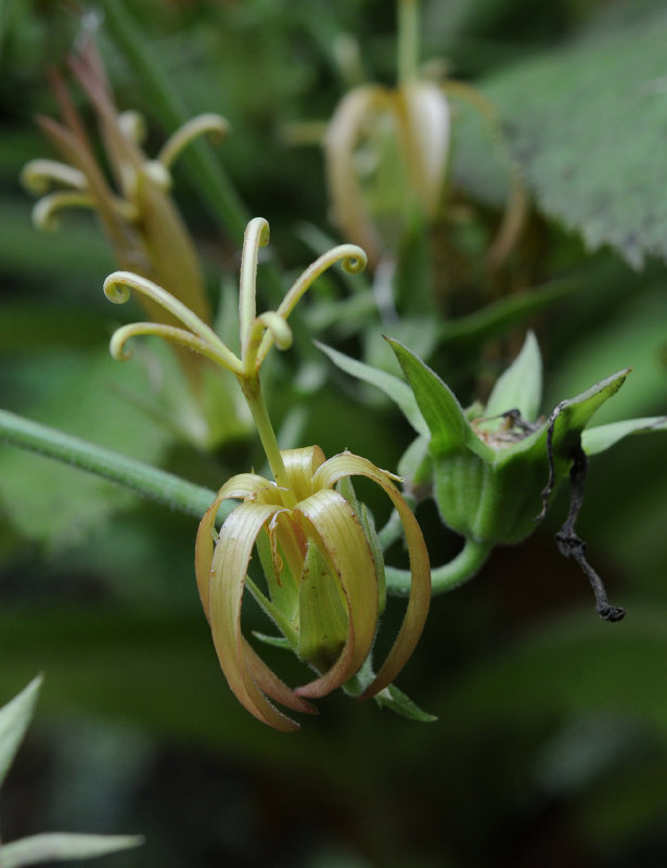 Musschia_wollastonii._Closeup.jpg