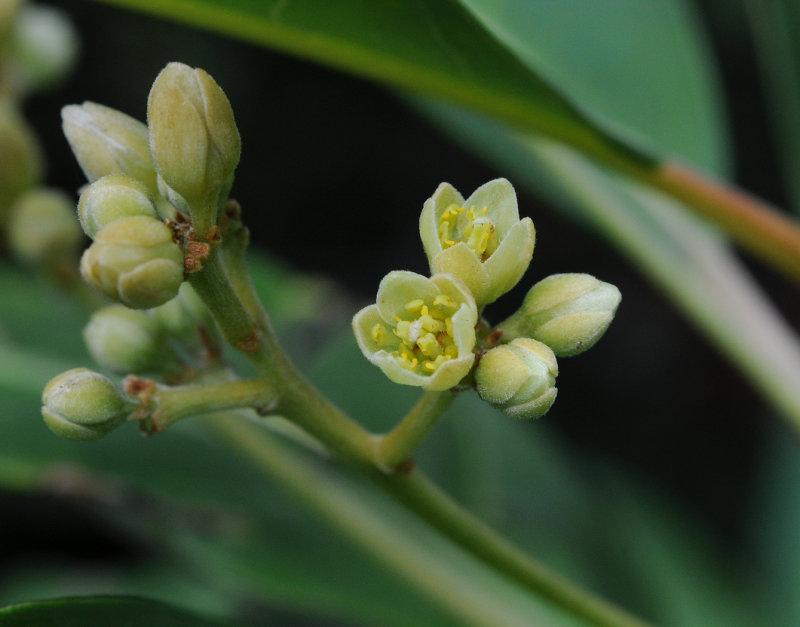 Persea_indica._Flowers_closeup.jpg