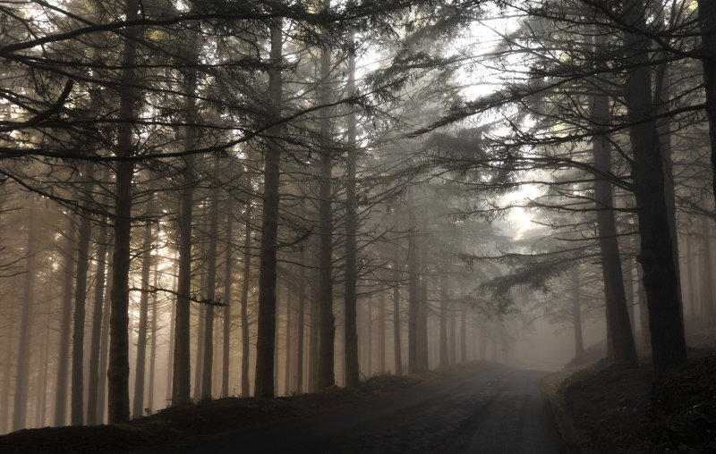 spruce_plantation.jpg
