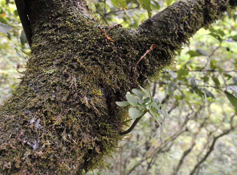 Aichryson_growing_on_a_tree.jpg