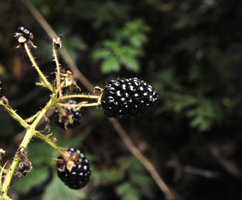 Rubus_grandifolius.2.jpg