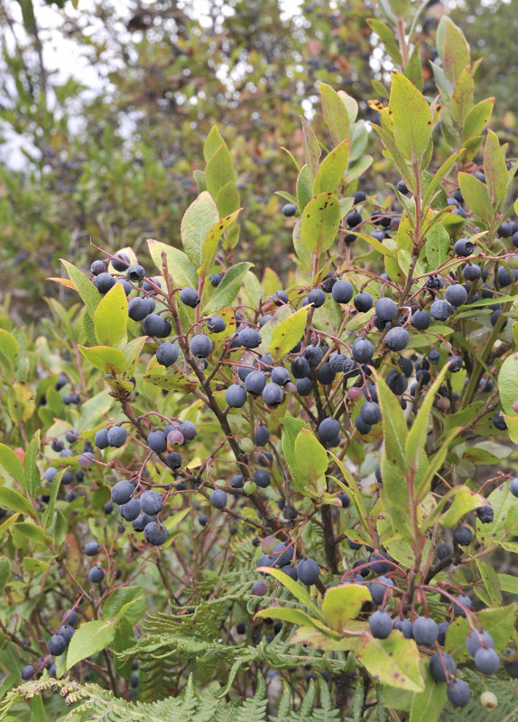 Vaccinium_padifolium.4.jpg