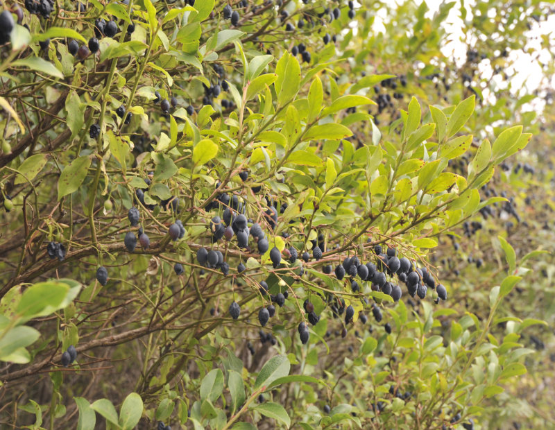 Vaccinium_padifolium.jpg