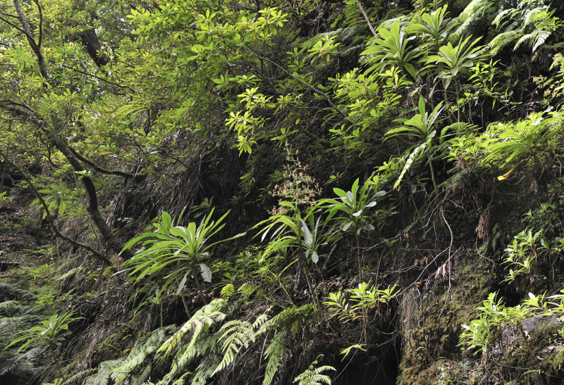 Musschia_wollastonii._Habitat.2.jpg