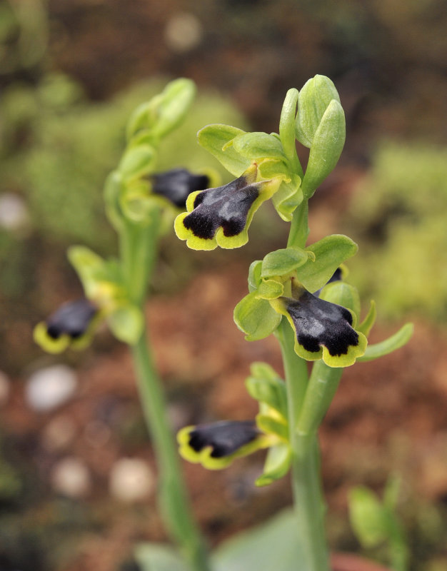Ophrys fusca subsp. blitopertha. Closer.