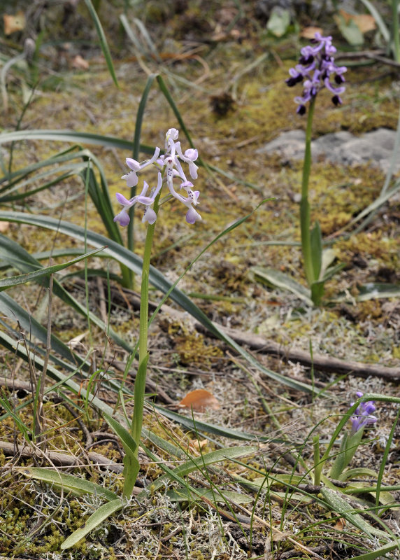 Anacamptis longicornu