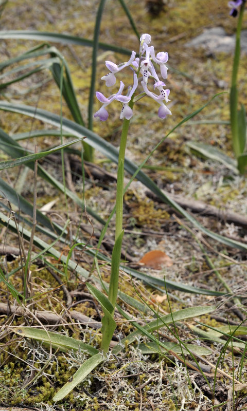 Anacamptis longicornu