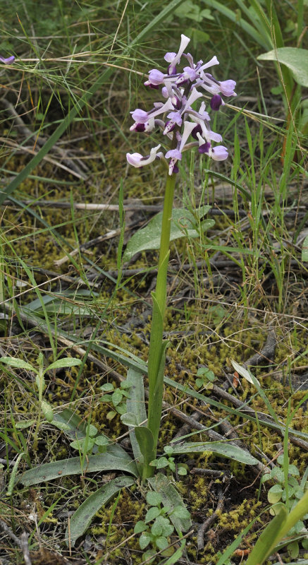Anacamptis longicornu.
