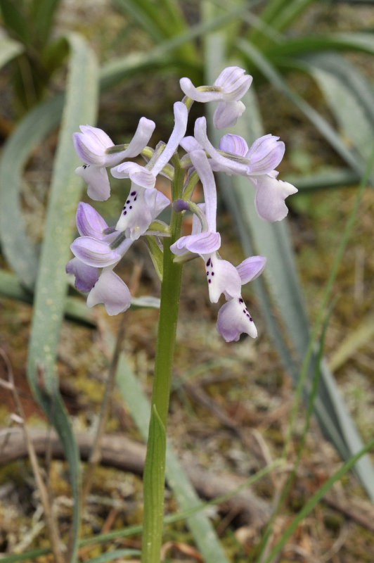 Anacamptis longicornu. Closer.