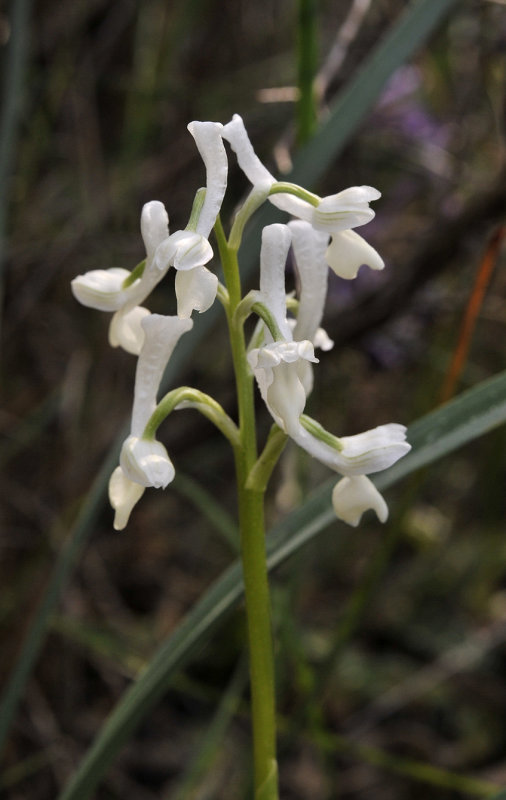 Anacamptis longicornu. White form closer.