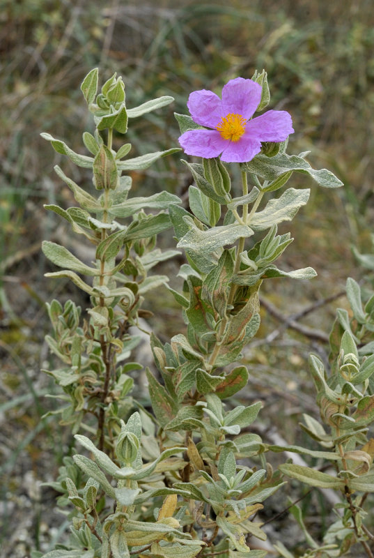 Cistus albidus