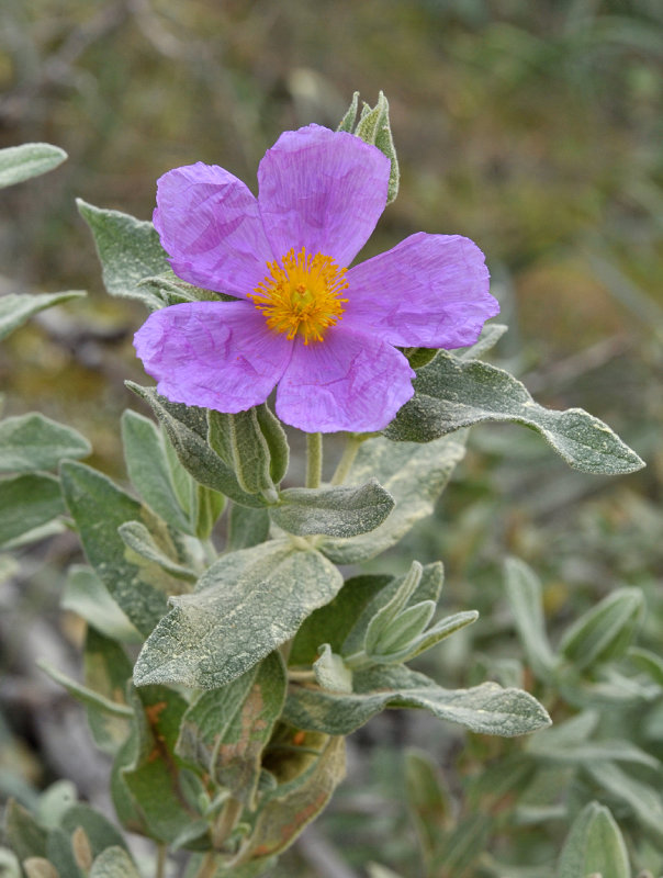 Cistus albidus