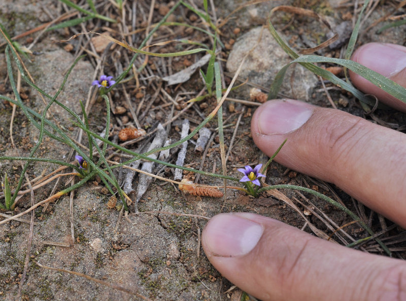 Romulea columnae with fingers.