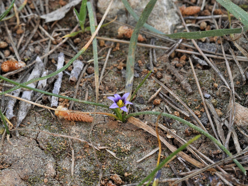 Romulea columnae